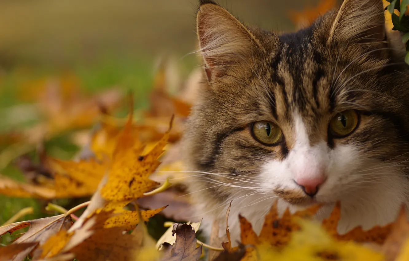Photo wallpaper autumn, cat, cat, look, leaves, yellow, foliage, portrait