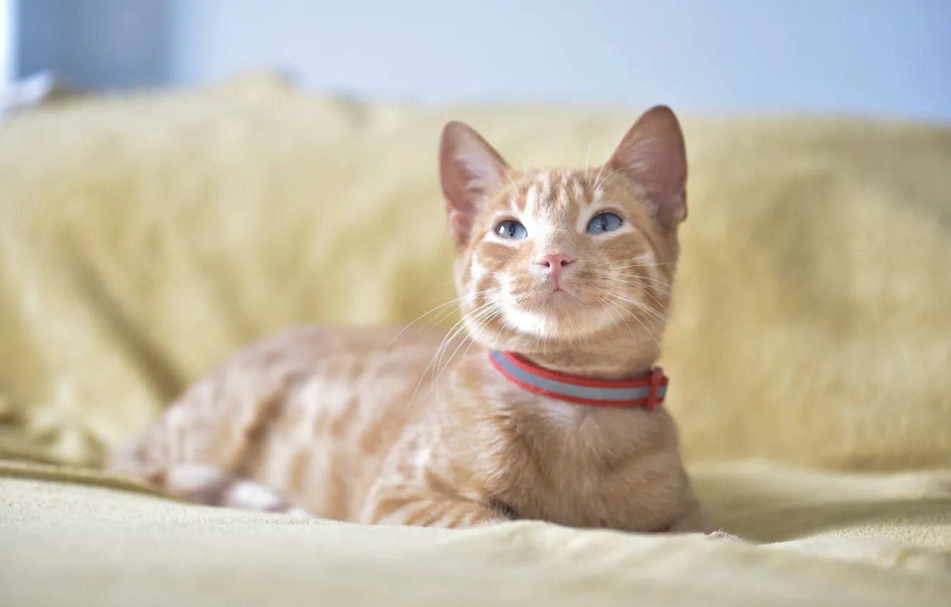 Photo wallpaper cat, cat, sofa, lies, collar, red, kitty, blue eyes