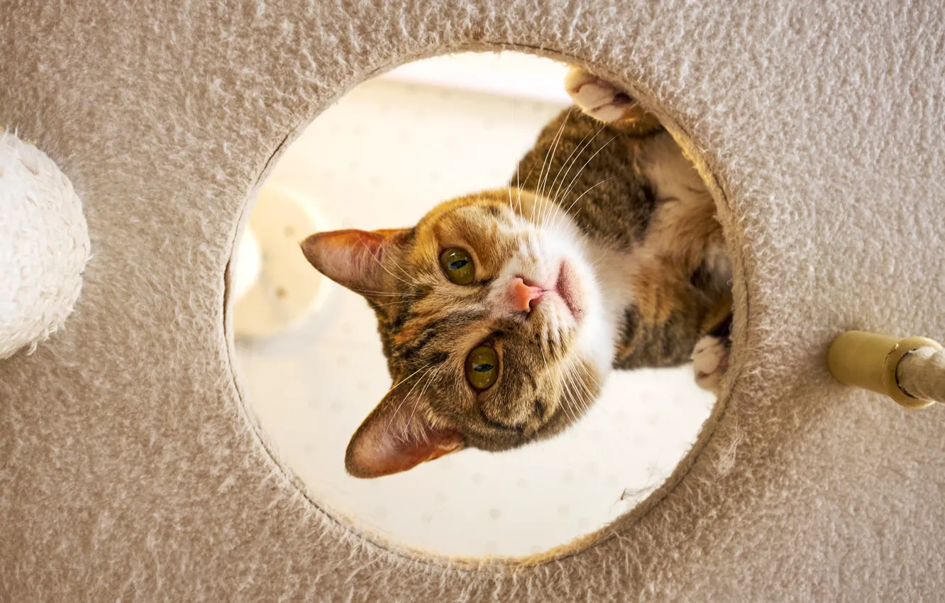 Photo wallpaper cat, cat, look, face, hole, fabric, red, hole