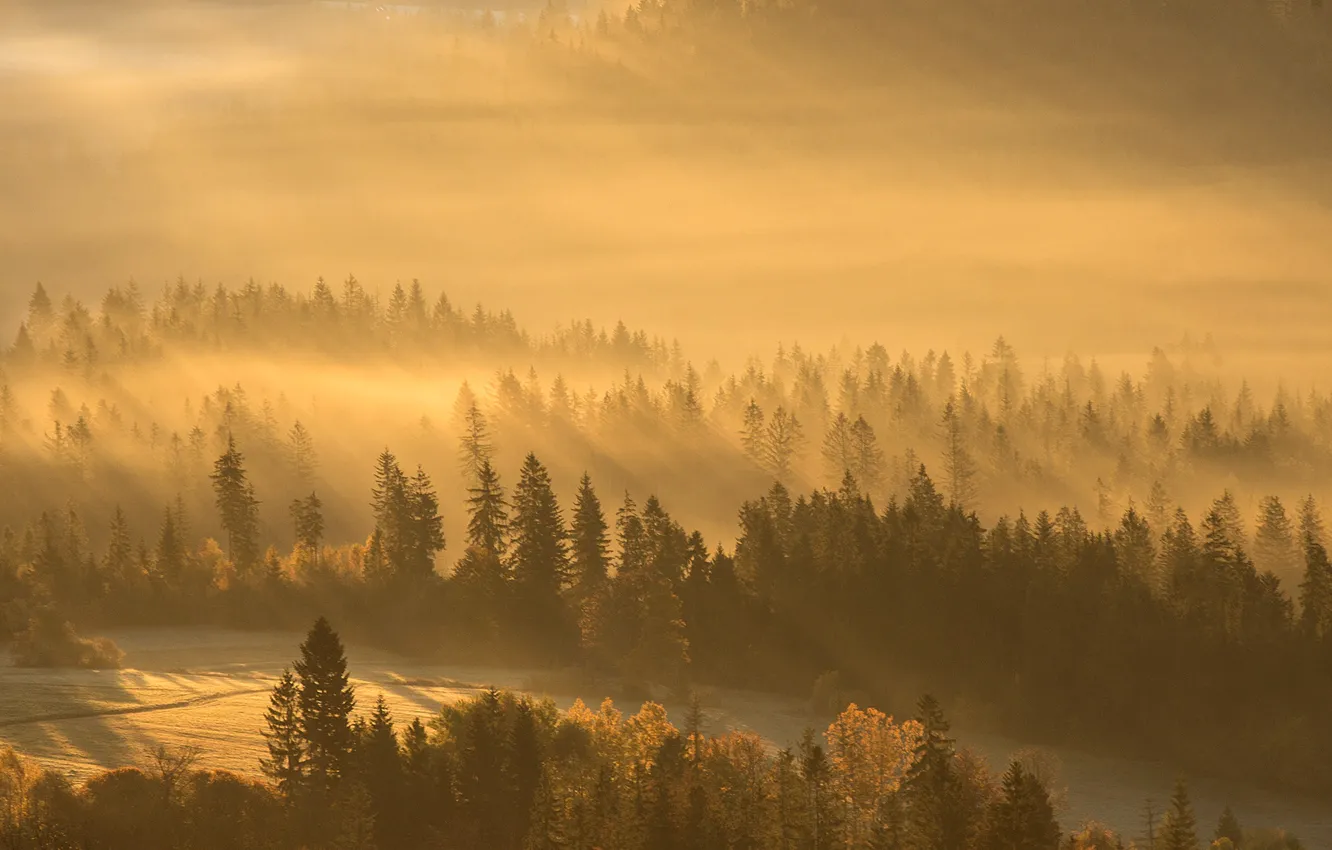 Photo wallpaper Fog, Forest, Light