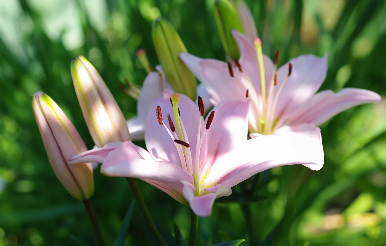 Photo wallpaper Flowers, Summer, Flowering, Lily