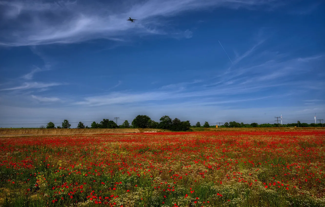 Photo wallpaper summer, the sky, flowers, red, Maki, meadow, poppy field
