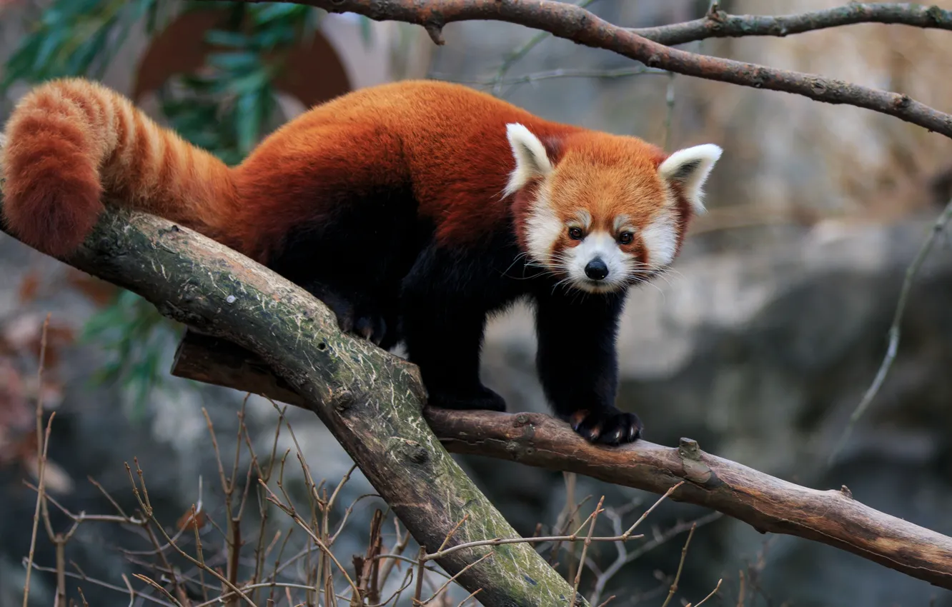 Photo wallpaper look, branches, nature, pose, background, tree, tail, red Panda