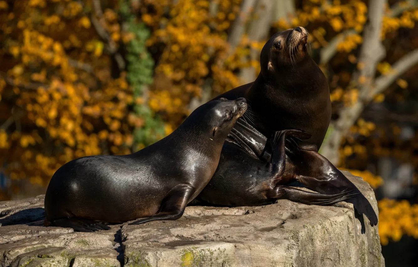 Photo wallpaper autumn, look, trees, pose, stones, foliage, two, seal