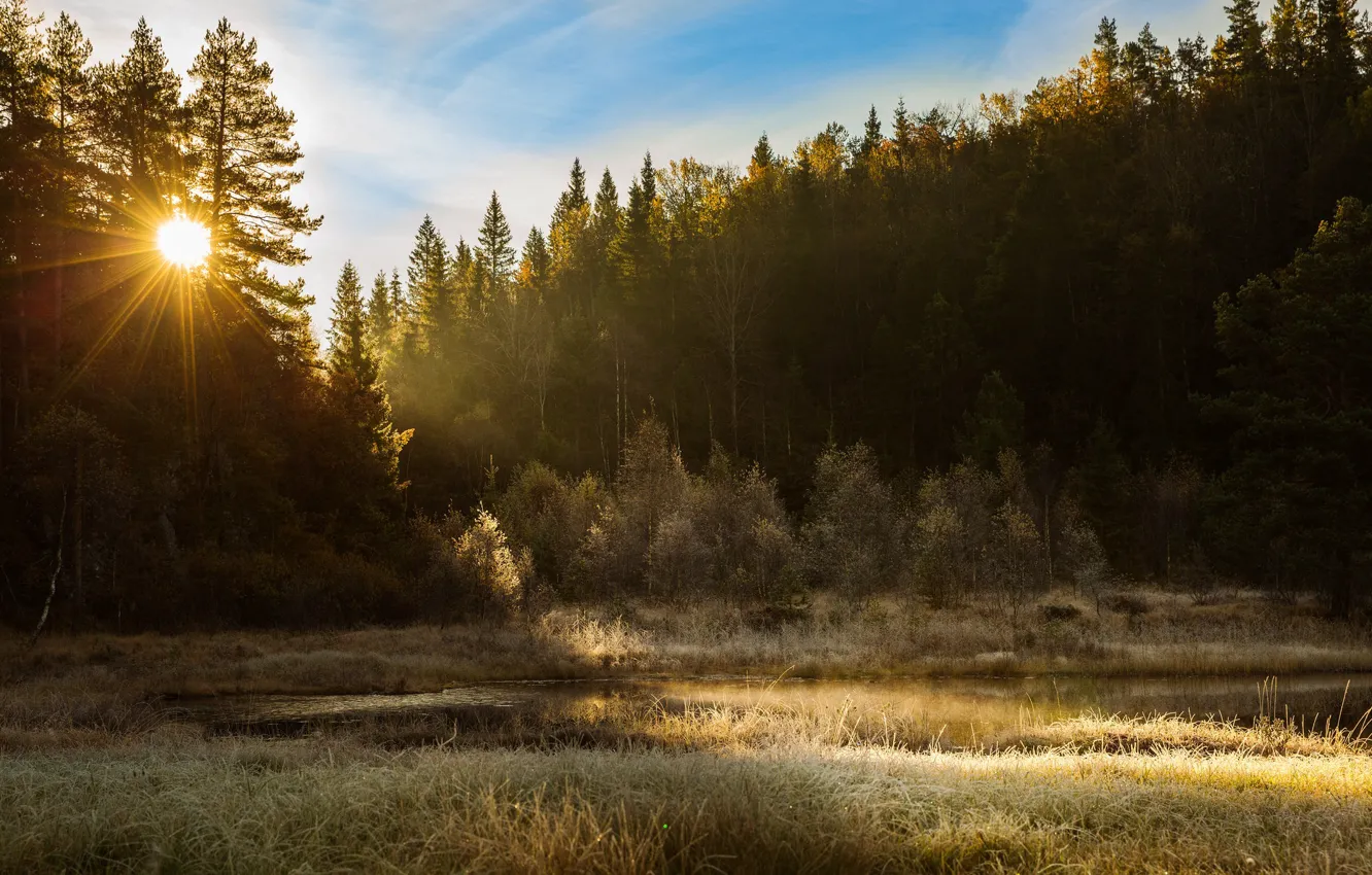 Photo wallpaper forest, trees, sunset, Norway, Norway