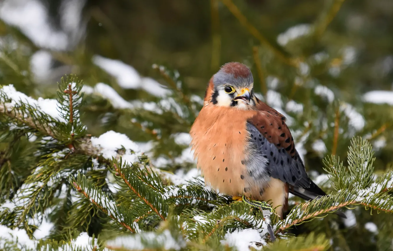 Photo wallpaper winter, snow, branches, bird, Falcon, needles