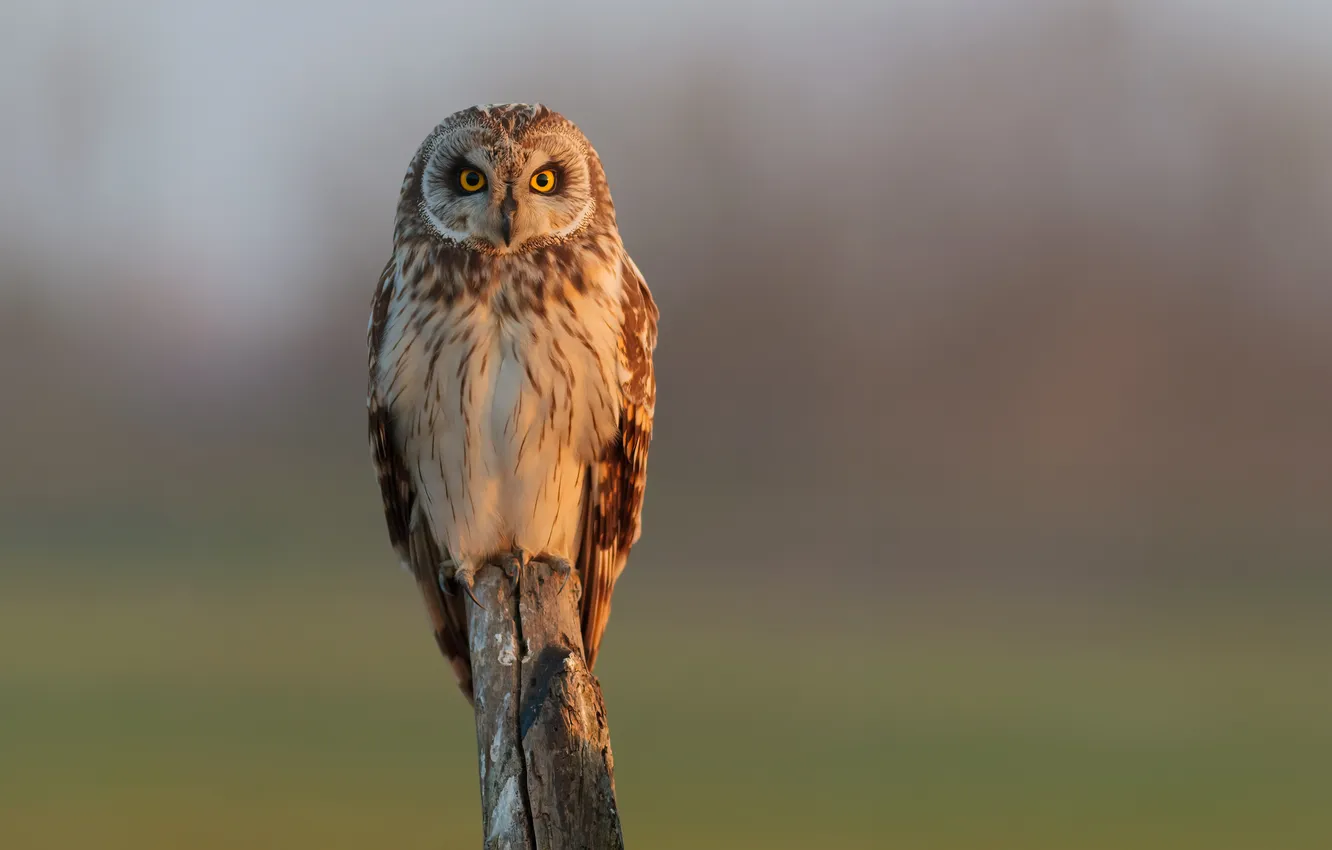 Photo wallpaper look, owl, bird