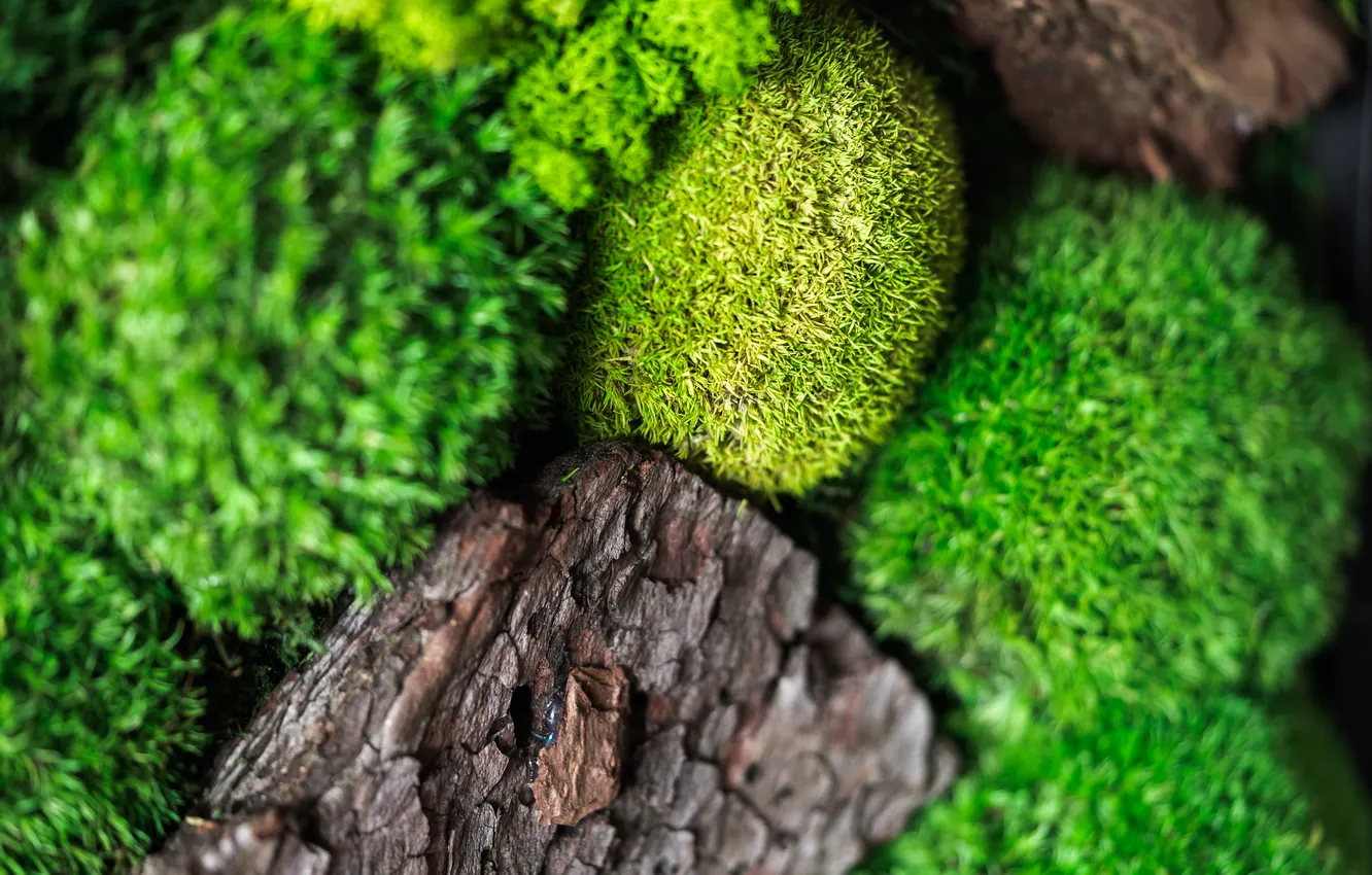 Photo wallpaper pattern, rocks, moss, vegetation