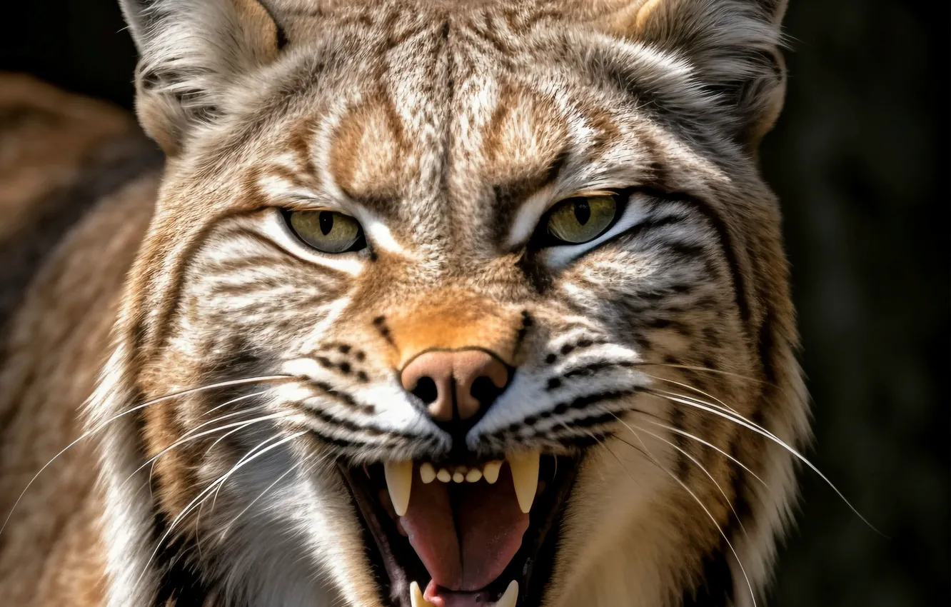 Photo wallpaper Look, Fangs, Face, Predator, Lynx, Digital art, Big cat, Grin