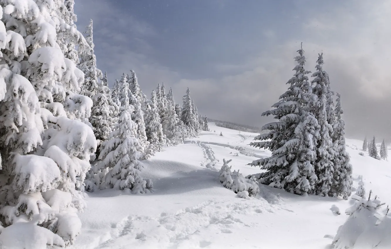 Photo wallpaper winter, forest, snow, tree