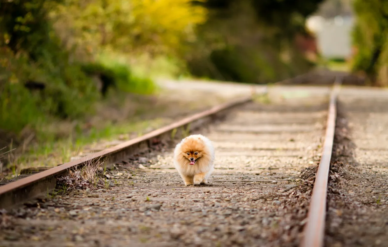 Photo wallpaper road, dog, walk