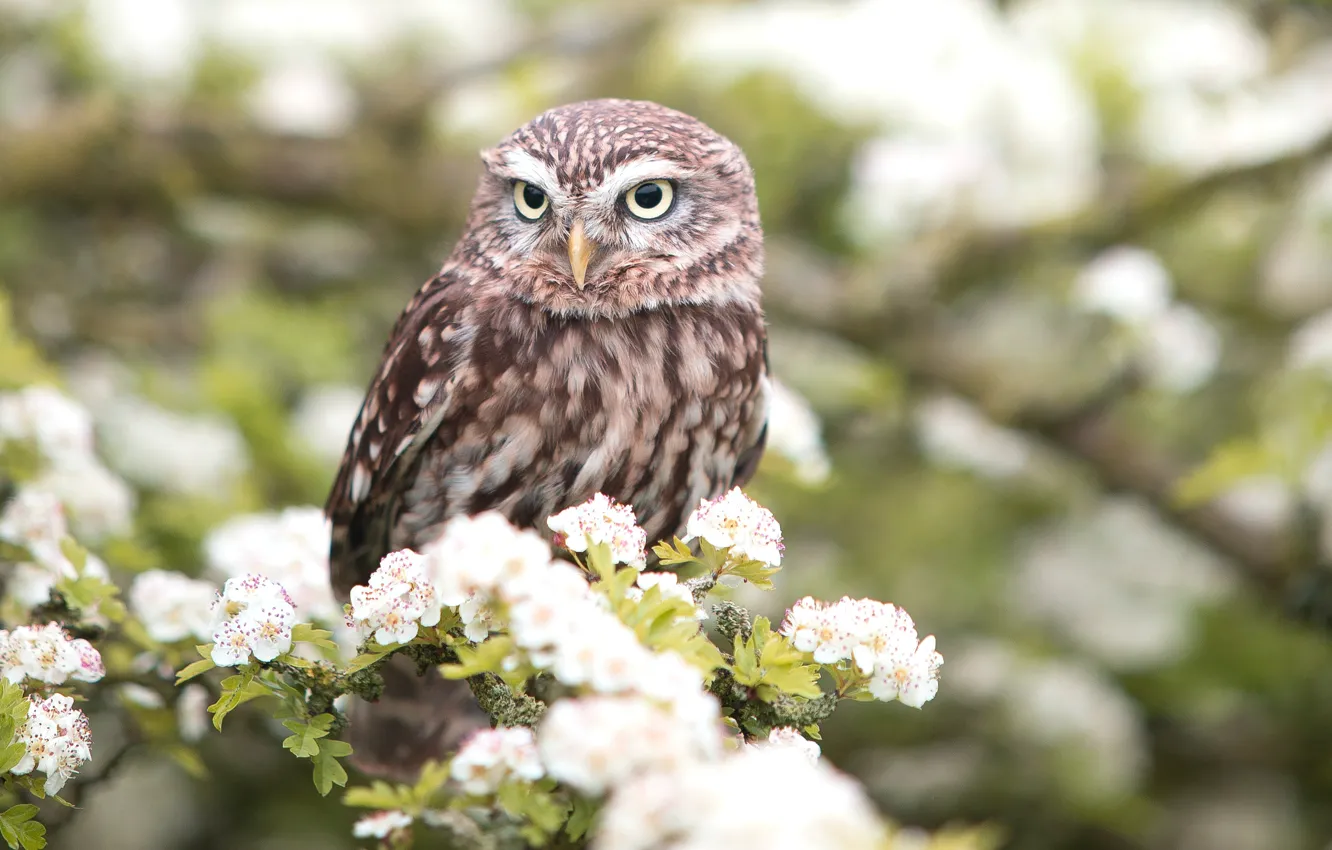 Photo wallpaper trees, nature, owl, spring, blooms
