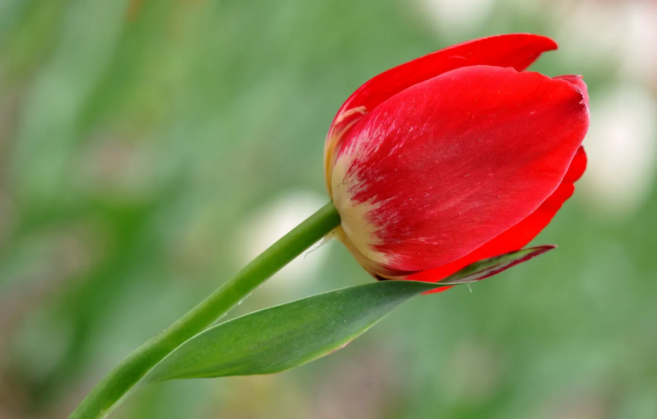 Photo wallpaper leaves, macro, petals, stem, tulips