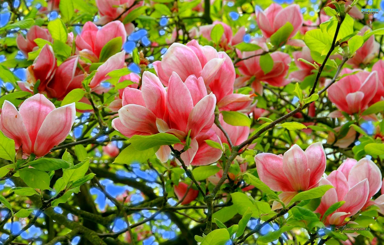 Photo wallpaper the sky, leaves, trees, flowers, spring, petals, Magnolia