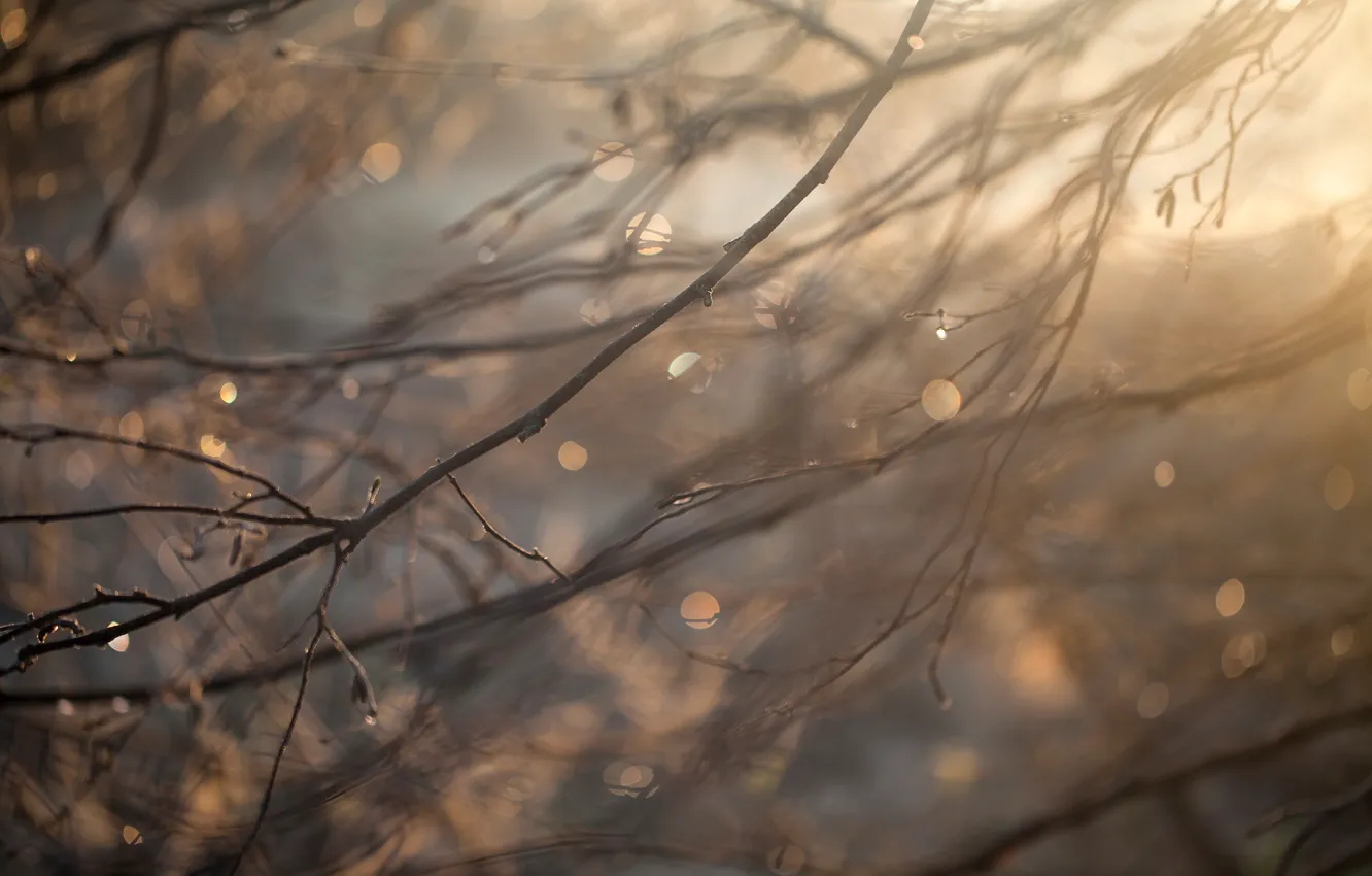 Photo wallpaper drops, macro, branches