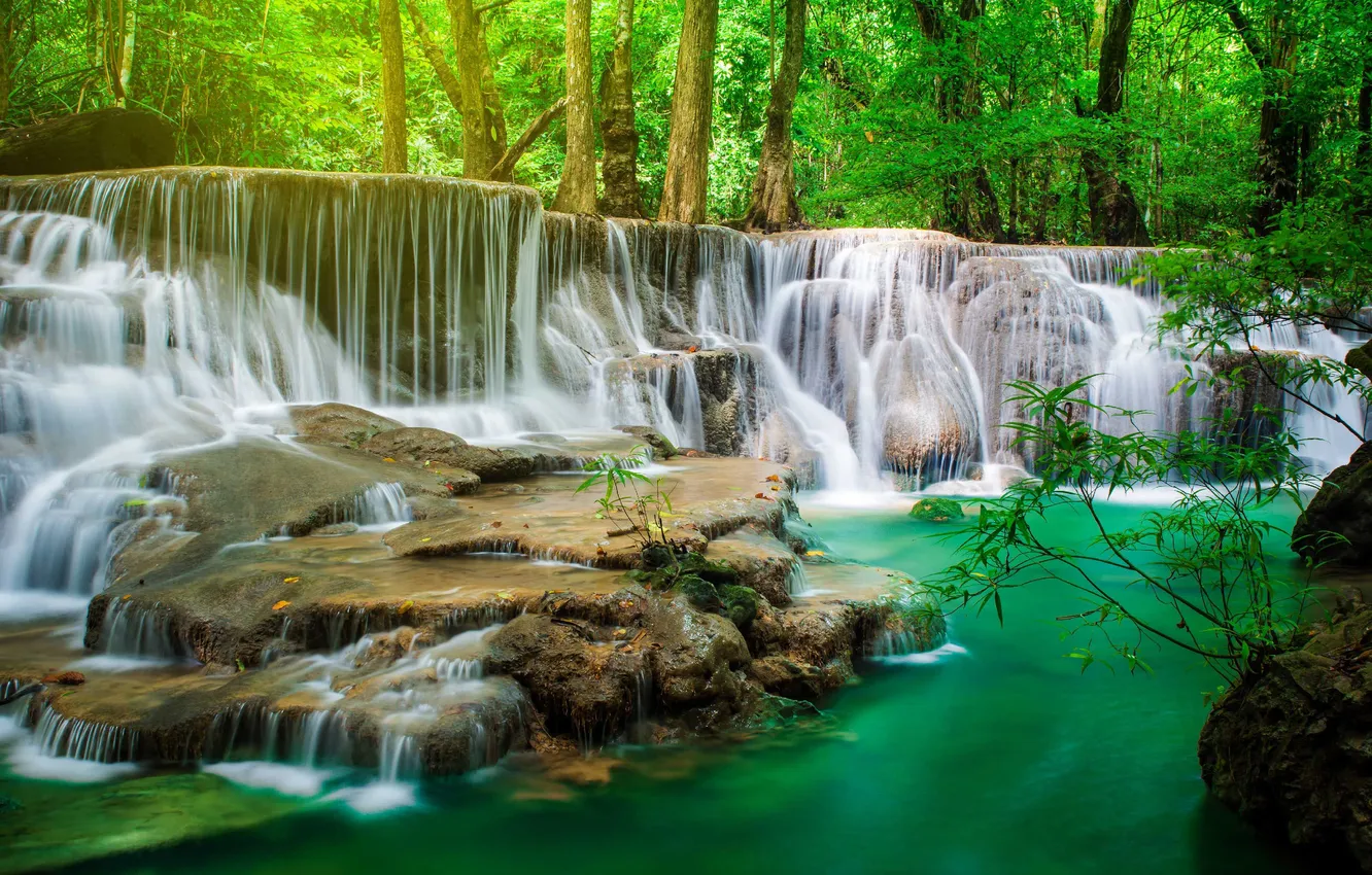 Photo wallpaper greens, forest, trees, branches, nature, Park, stones, rocks