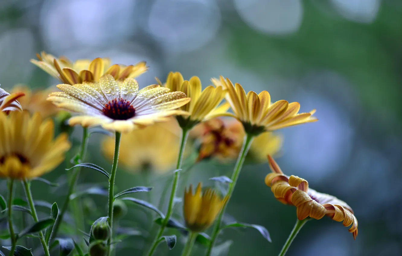 Photo wallpaper drops, flowers, stem