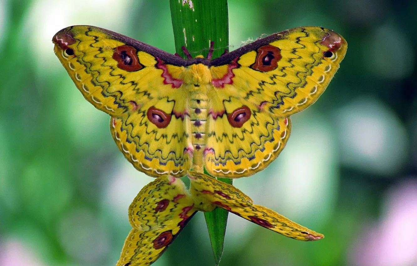 Photo wallpaper macro, butterfly, a blade of grass, Loepa katinka, Golden Emperor Moth