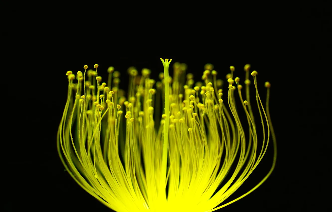 Photo wallpaper macro, flowers, stamens