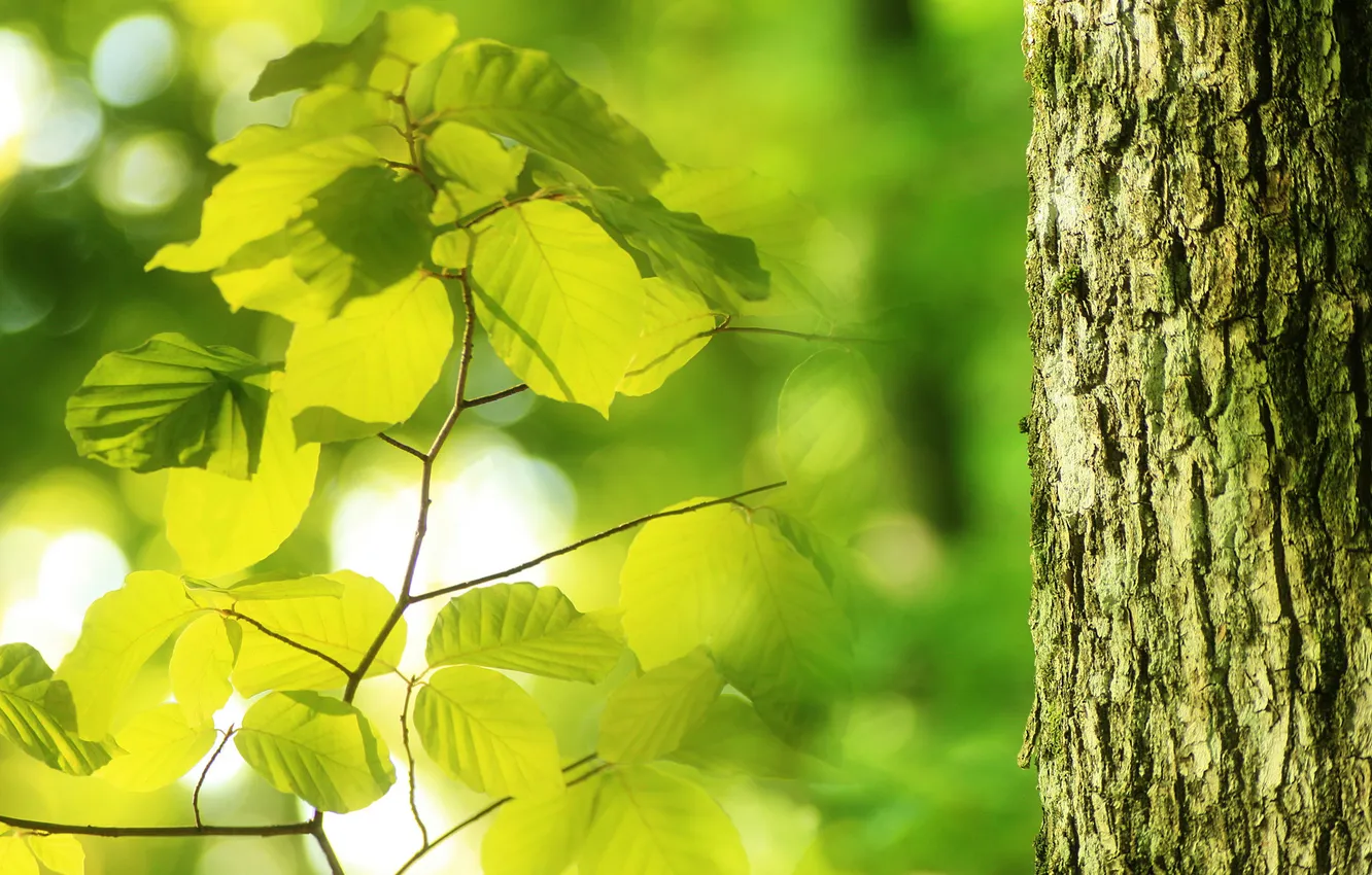 Photo wallpaper greens, leaves, macro, light, trees, nature, bark