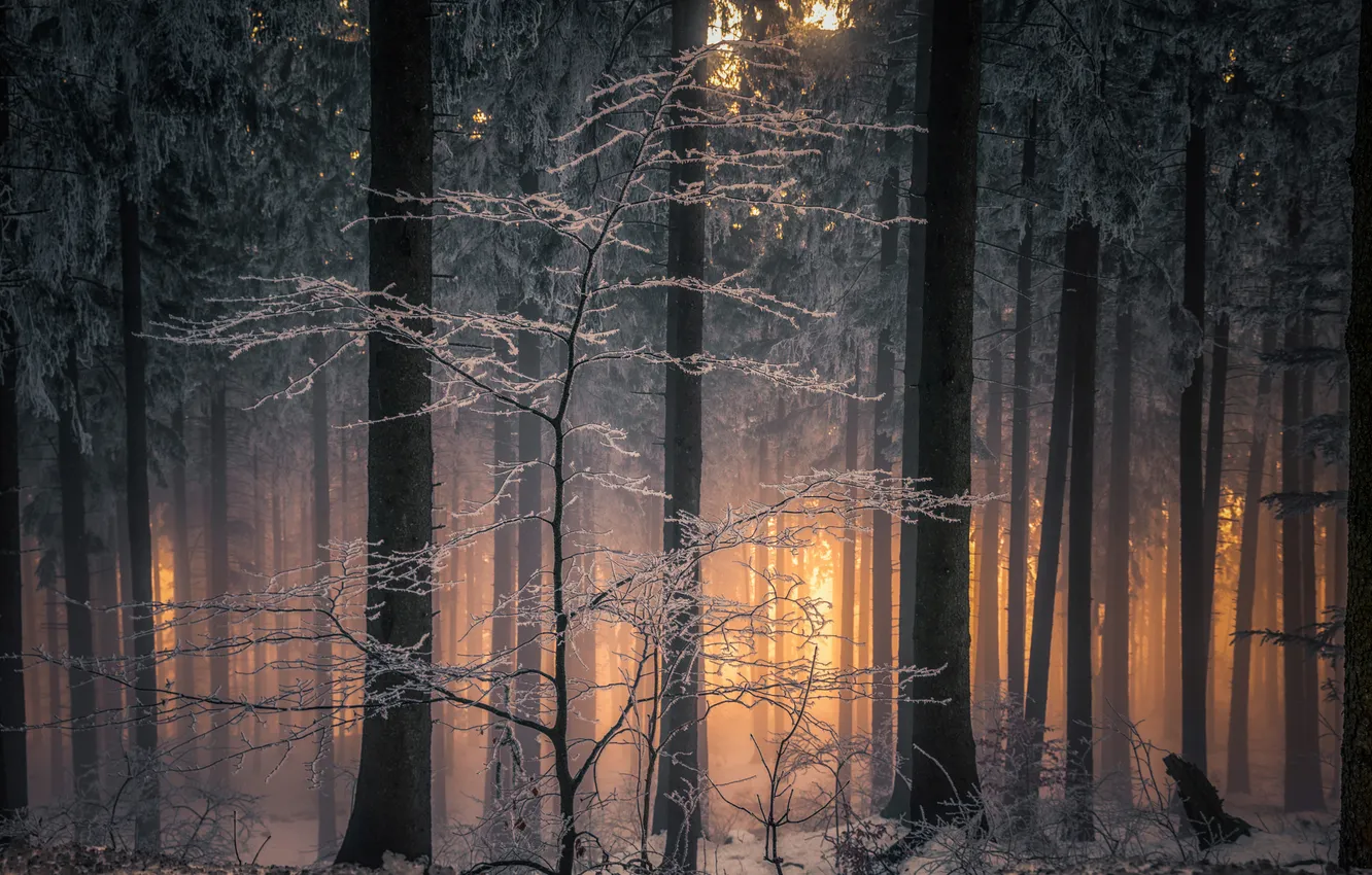 Photo wallpaper winter, forest, light, branches, nature