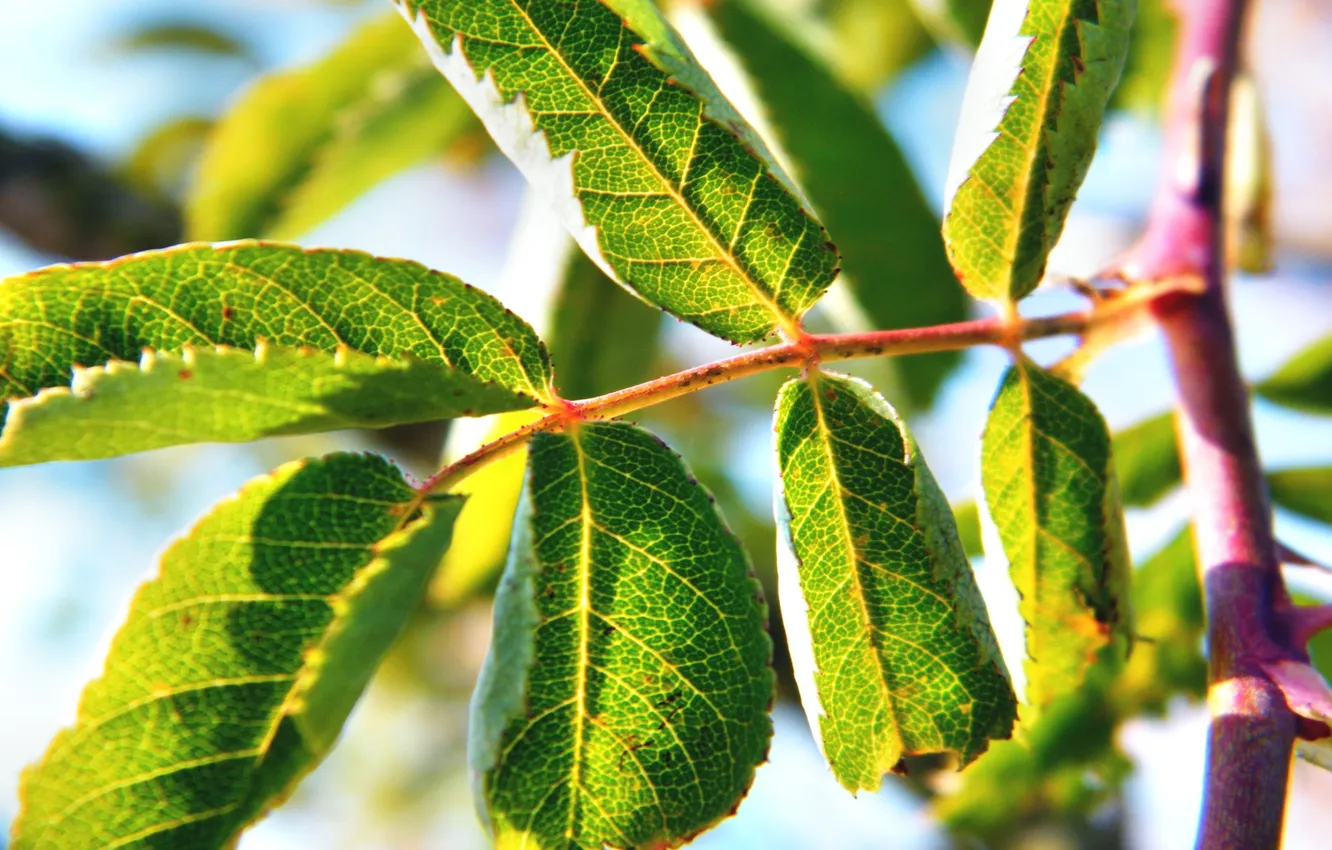 Photo wallpaper summer, leaves, macro, nature, green, stem