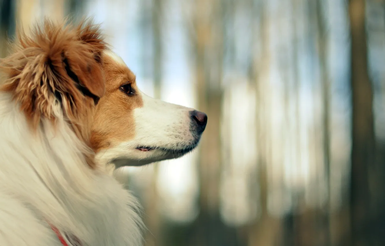 Photo wallpaper look, each, dog