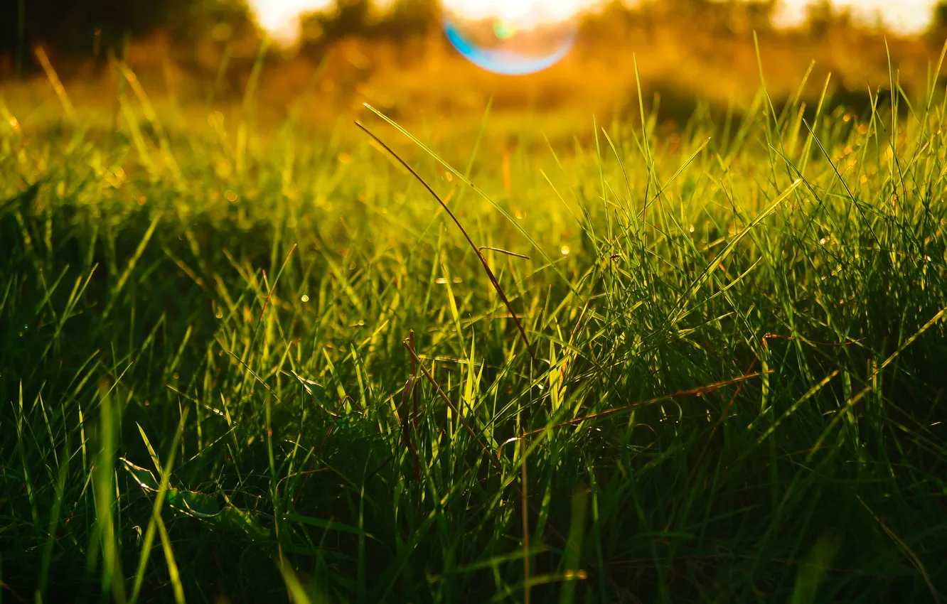 Photo wallpaper grass, the sun, macro, sunset, yellow, green