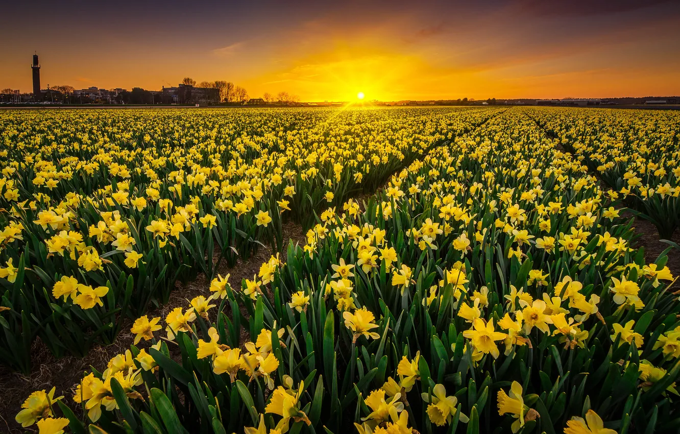 Photo wallpaper landscape, sunset, the Narciso