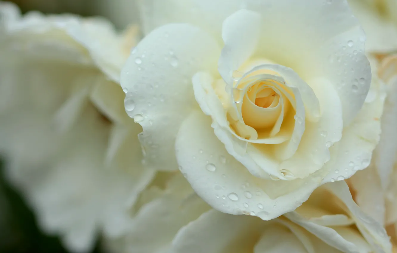 Photo wallpaper white, drops, macro, tenderness, rose, petals, buds