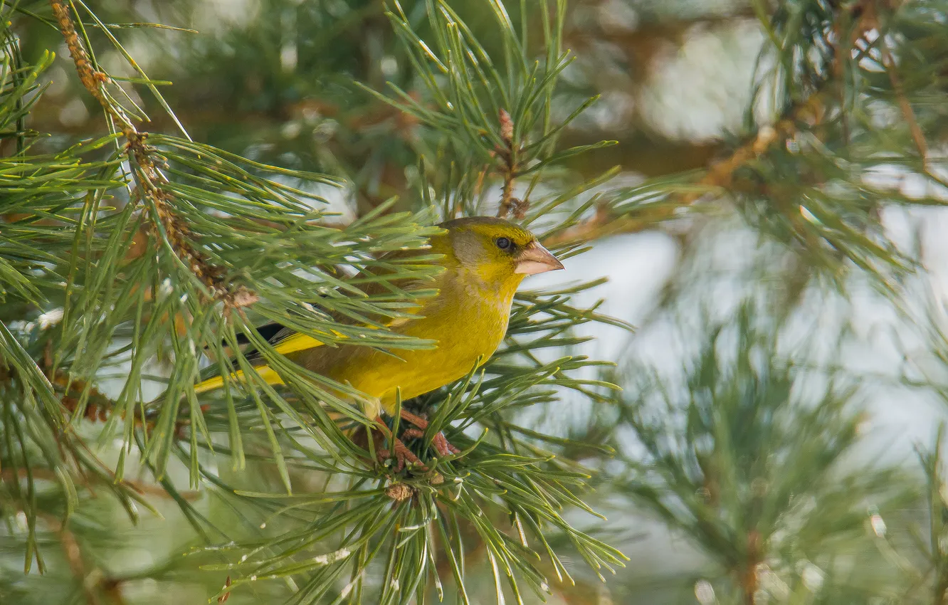 Photo wallpaper bird, pine, zelenushka, photohunt