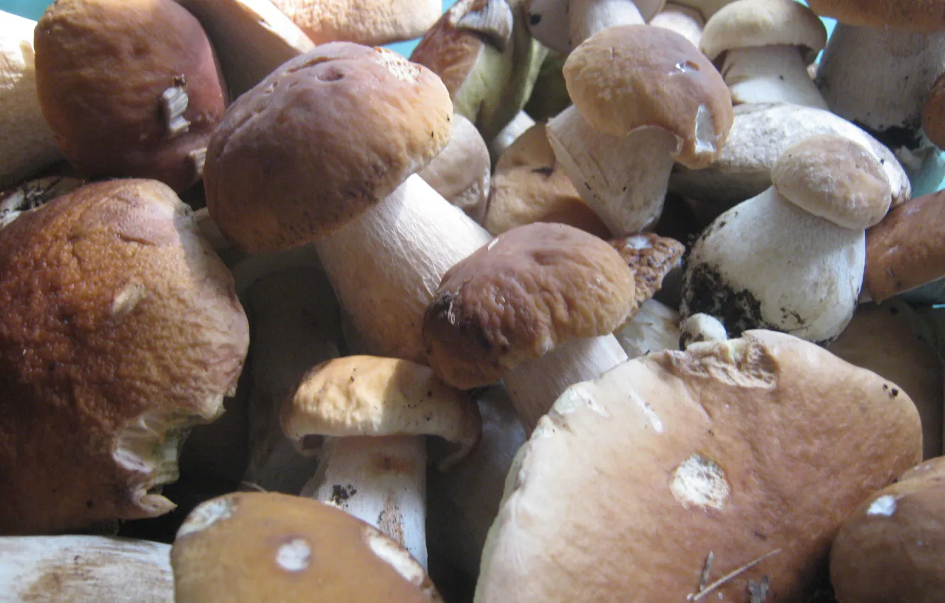 Photo wallpaper nature, mushrooms, food, timber harvest, White mushrooms