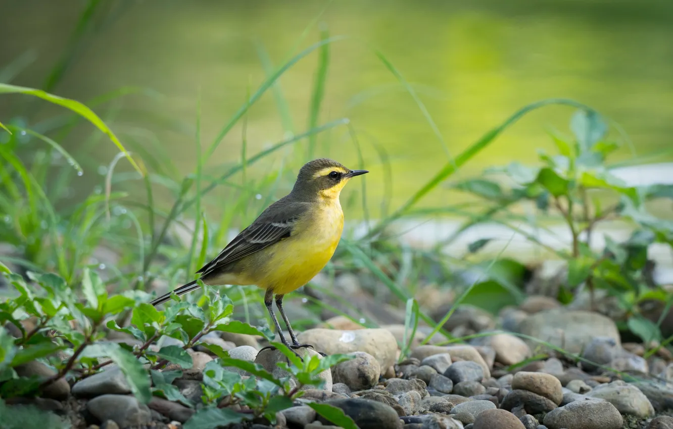 Photo wallpaper stones, bird, bird, yellow Wagtail