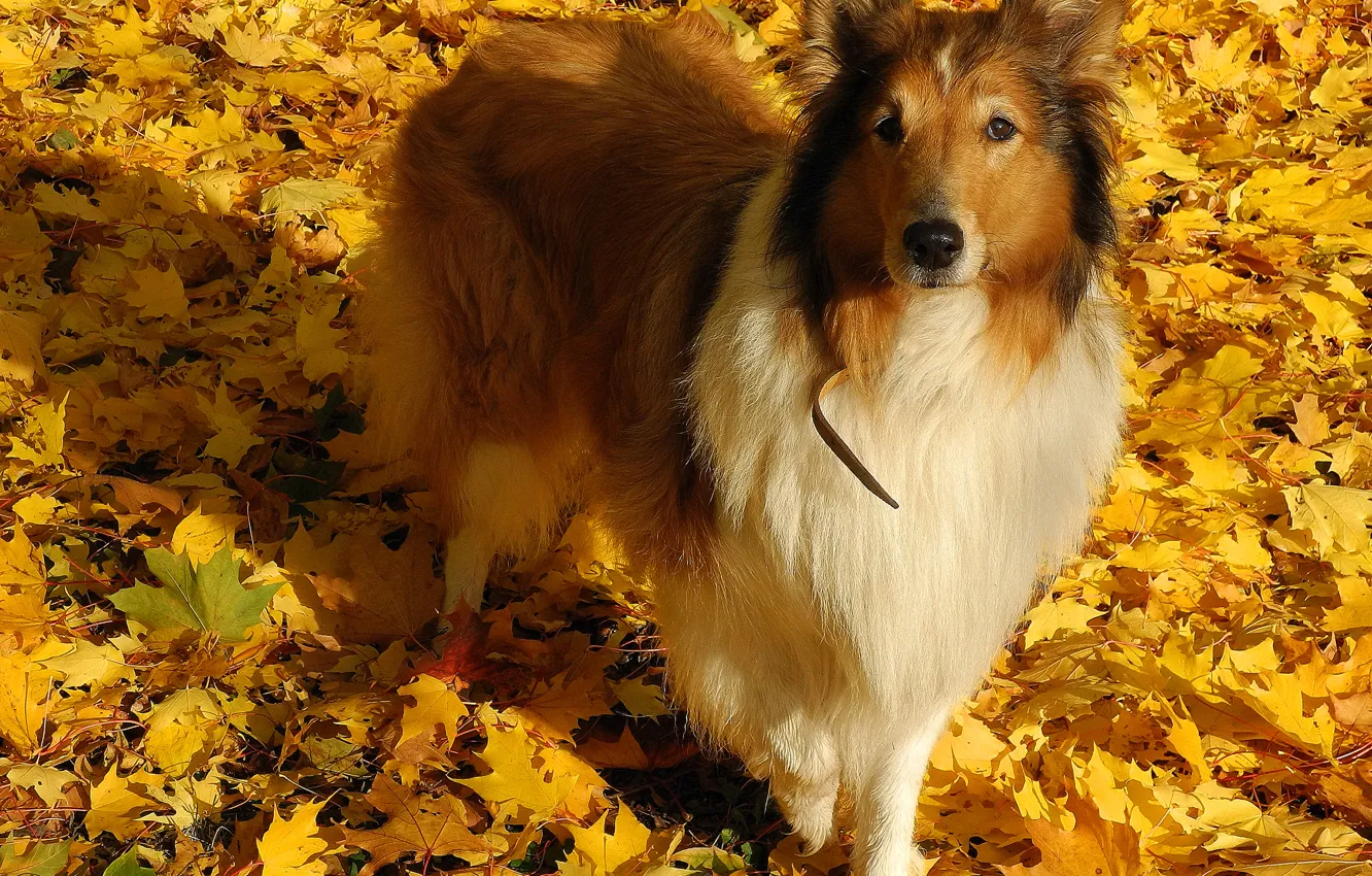 Photo wallpaper look, leaves, collie