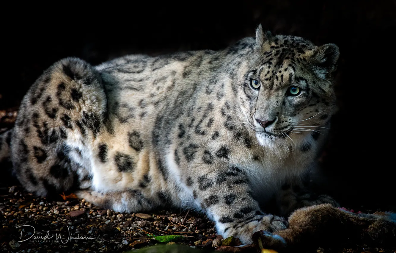 Photo wallpaper cat, look, beast, Snow leopard, IRBIS