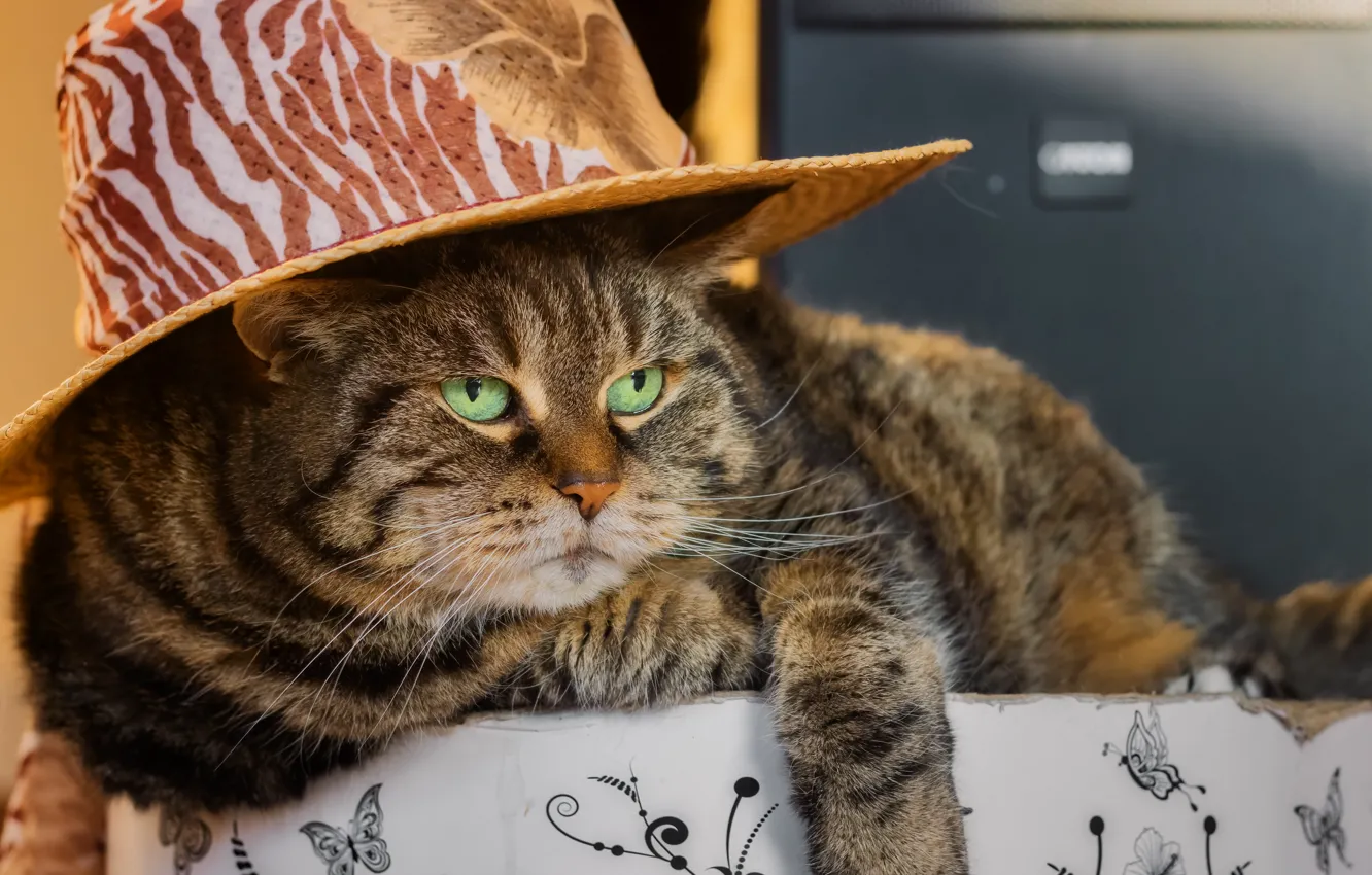 Photo wallpaper cat, cat, look, face, pose, grey, box, hat