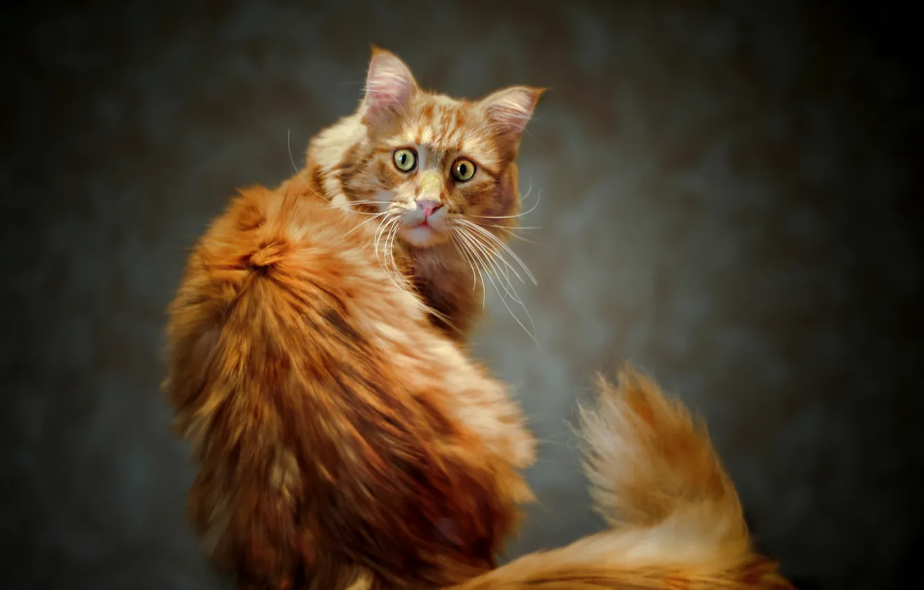 Photo wallpaper eyes, cat, look, red, tail, Kote