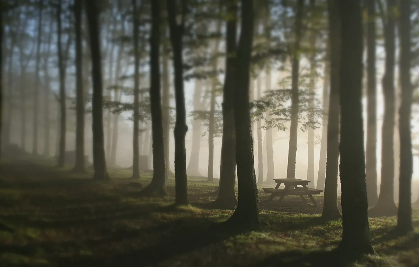 Photo wallpaper forest, trees, fog, table, bench