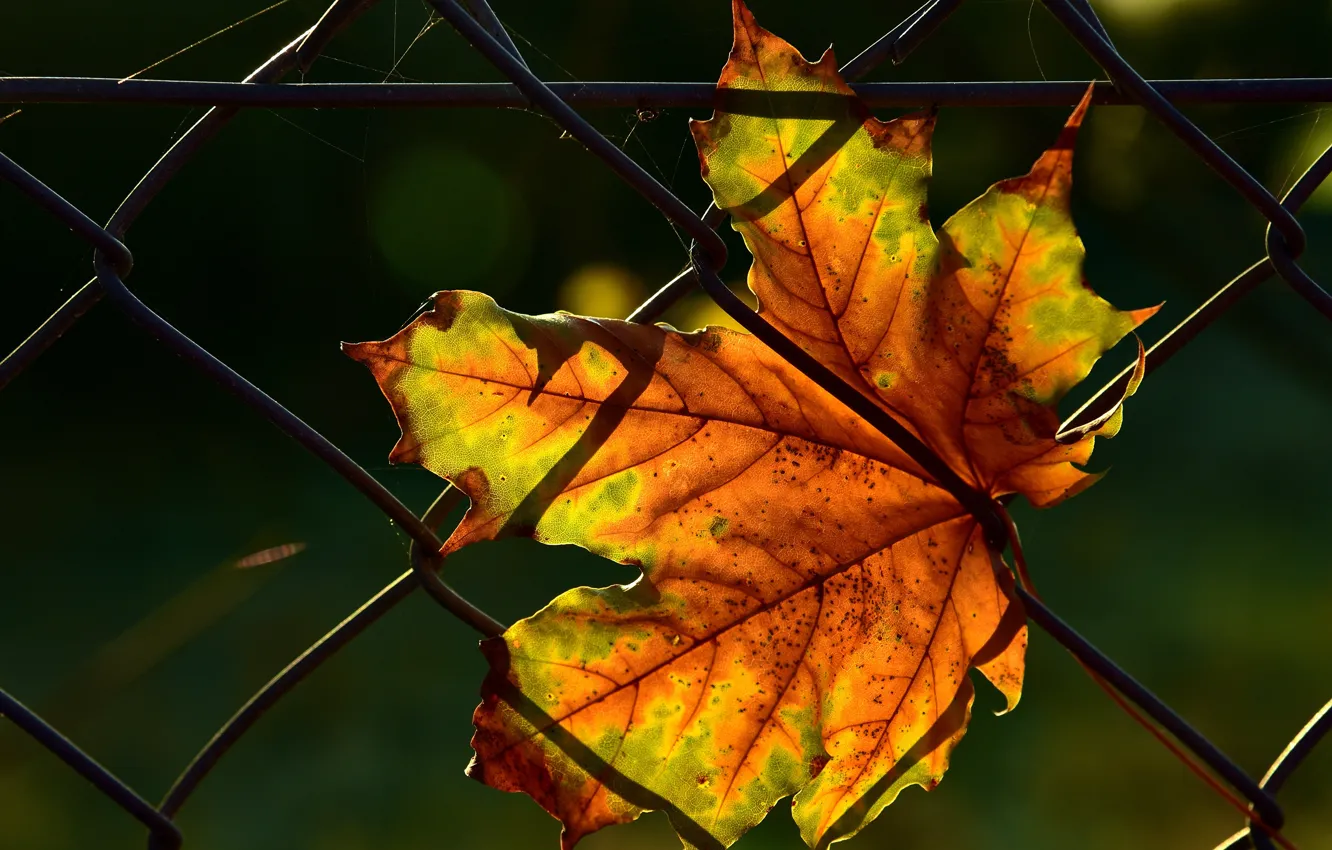 Photo wallpaper autumn, leaves, light, the dark background, mesh, the fence, leaf, web