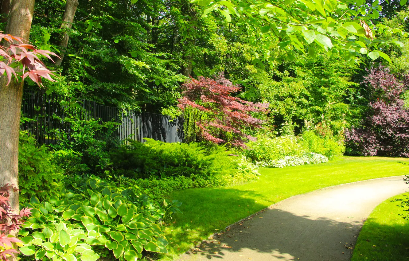 Photo wallpaper trees, park, alley