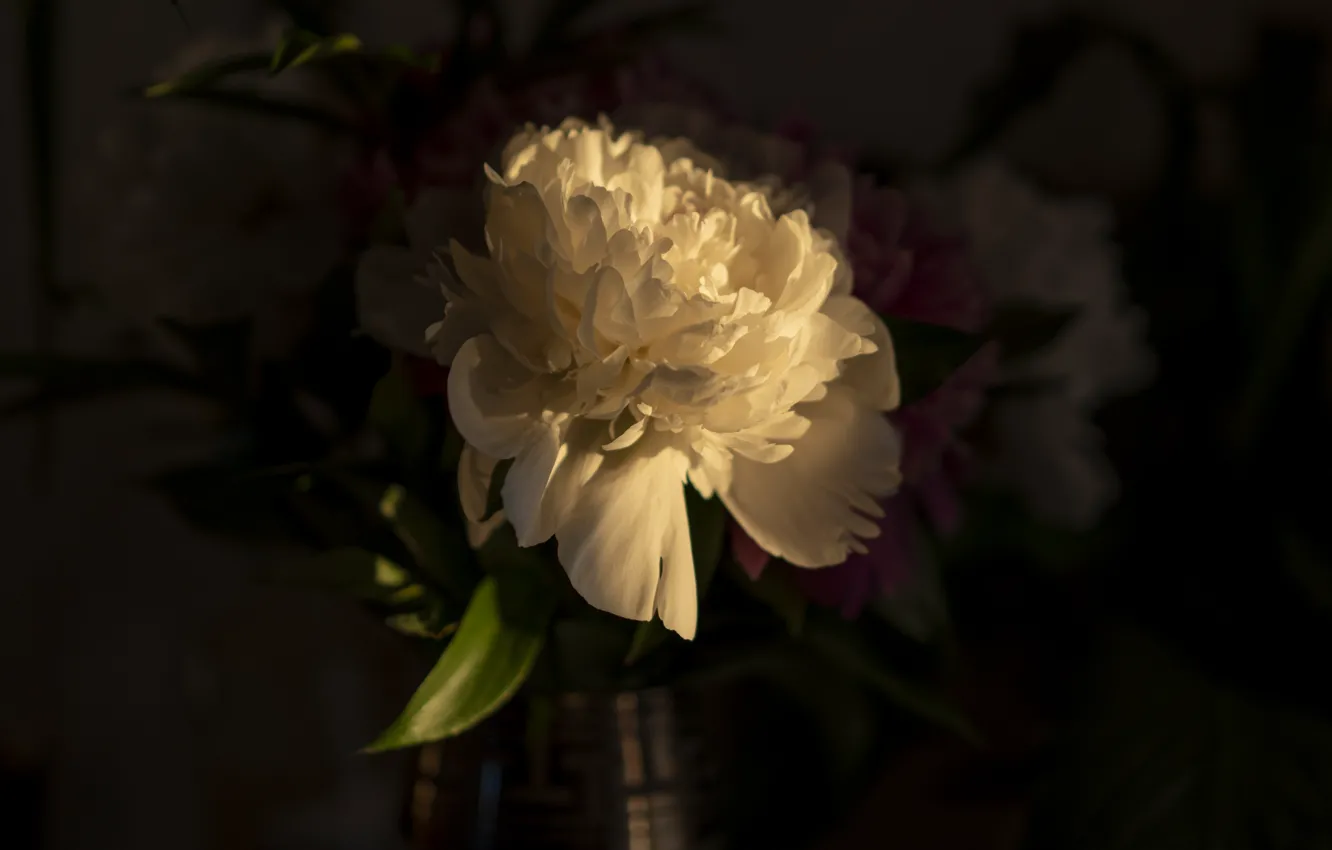 Photo wallpaper white, light, twilight, solar, peonies