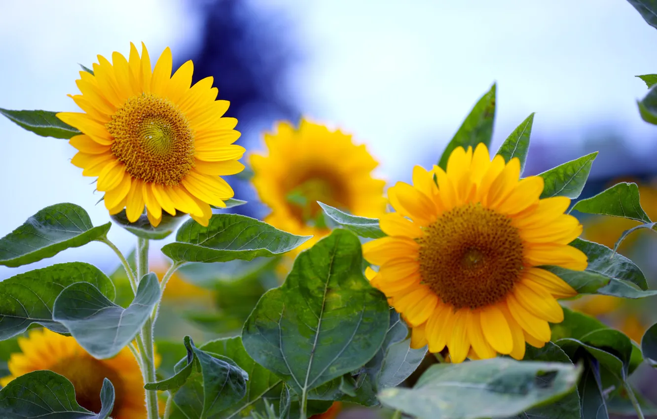 Photo wallpaper flowers, sunflower, solar