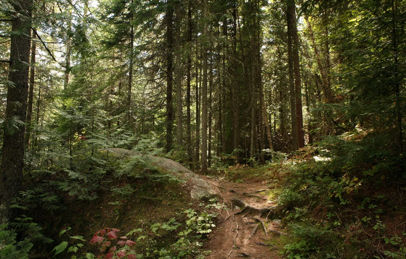 Photo wallpaper forest, trees, nature