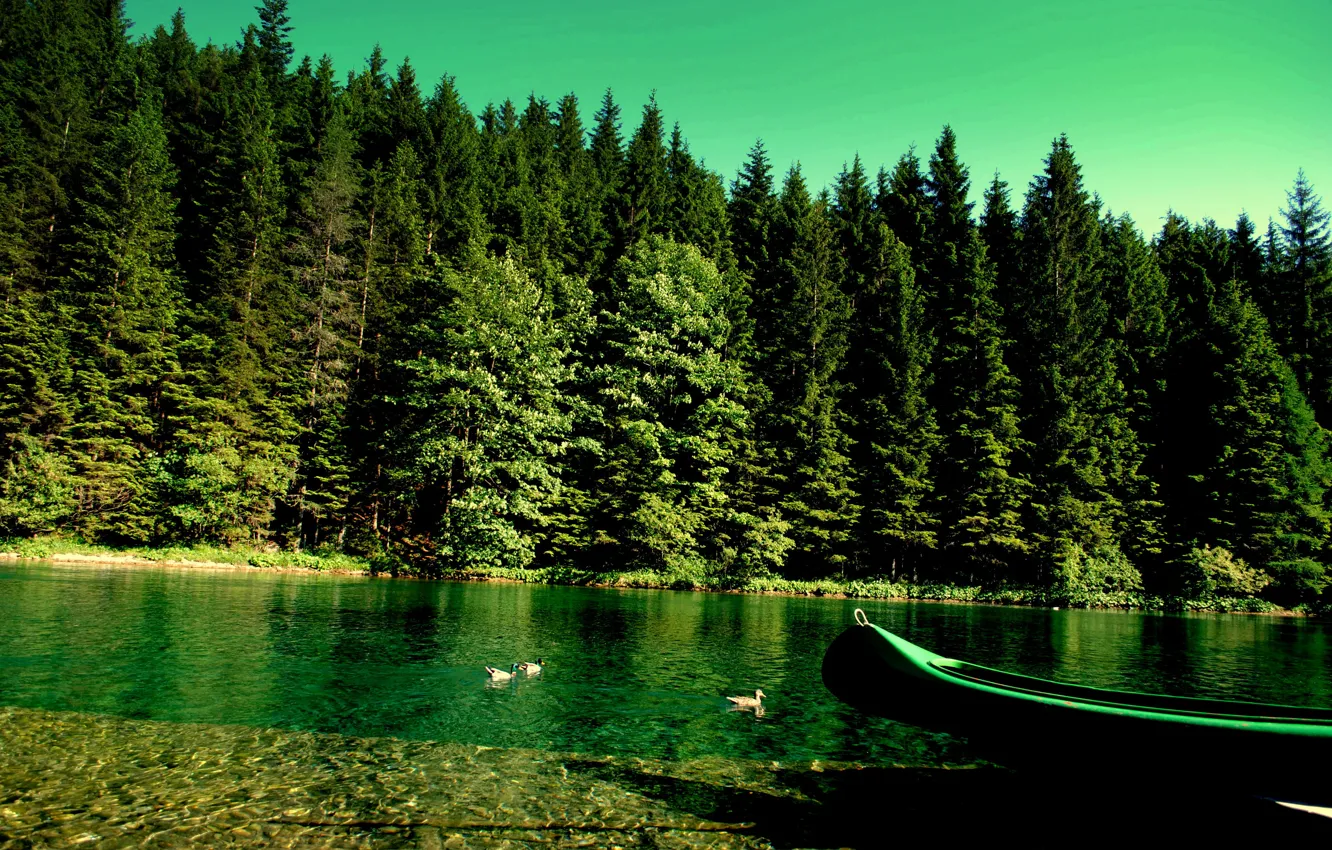 Photo wallpaper forest, nature, river, boat, duck