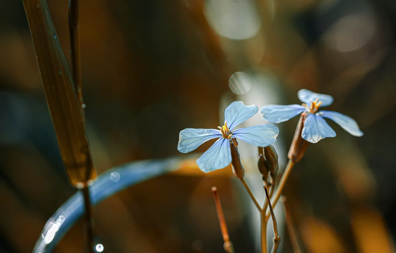 Photo wallpaper macro, flowers, Rosa, water drops, Rodrigo Godinez