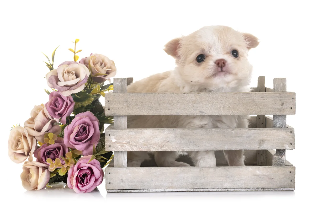 Photo wallpaper flowers, bouquet, baby, puppy, Chihuahua