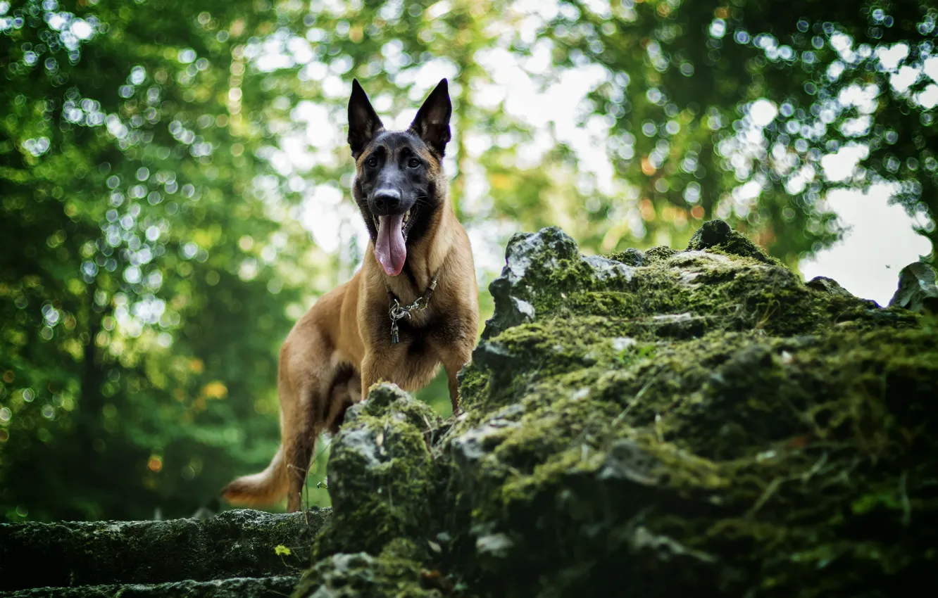 Photo wallpaper nature, each, dog