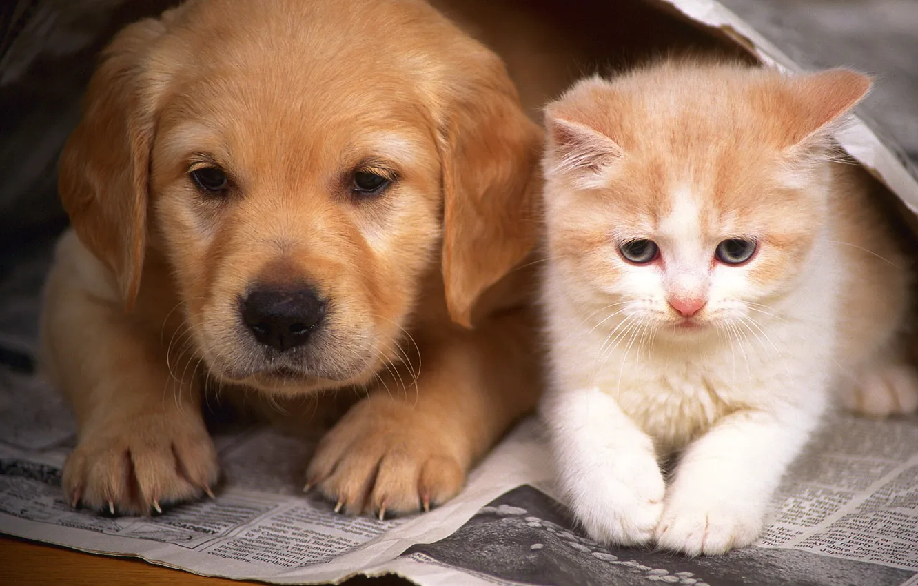 Photo wallpaper cat, dog, friendship, puppy, kitty