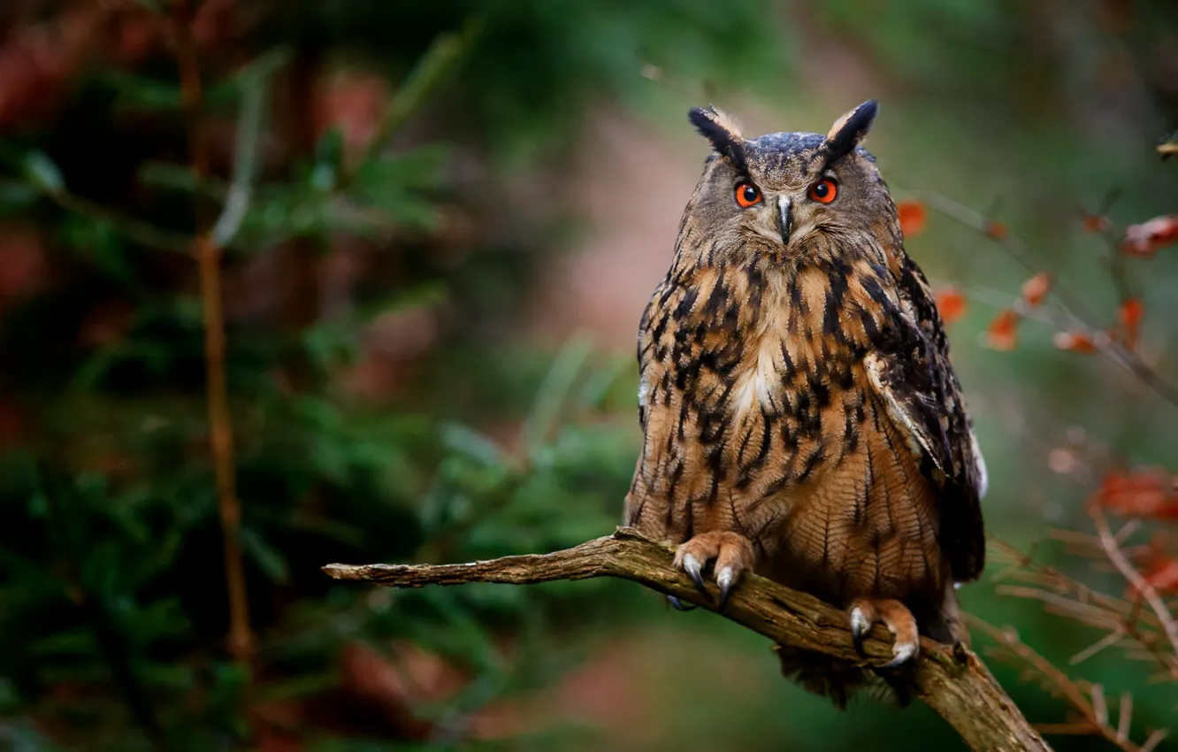 Photo wallpaper autumn, look, branches, nature, owl, bird, foliage, bitches
