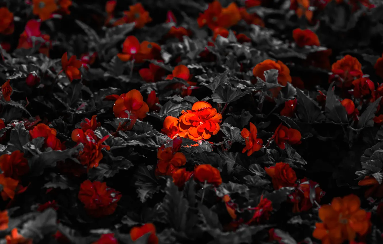 Photo wallpaper light, flowers, petals, meadow